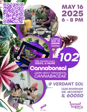 Cannabonsai 102 @ Verdant Sol (McHenry, IL) photo