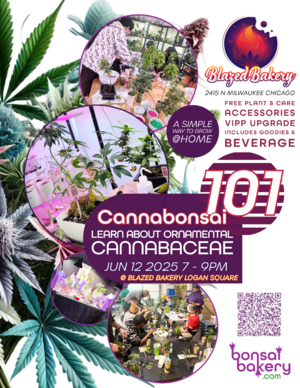 Cannabonsai 101 @ Blazed Bakery (Logan Square)
