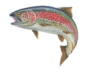 2020 2mile2good Trout Fishing Comp photo