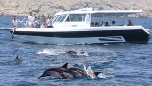 Dolphin Watching and snorkelling from Muscat, Oman - 3 Hours Tour