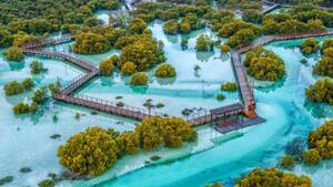 Jubail Mangrove Park - Boardwalk Experience