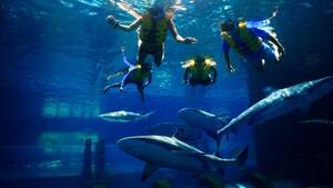 Atlantis Aquaventure Shark Snorkel