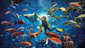 Atlantis Discover Scuba Dive