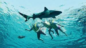 Atlantis Ultimate Snorkel Experience