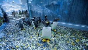 Dubai Aquarium & Underwater Zoo - Silver