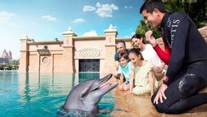 Atlantis Dolphin Meet & Greet Experience