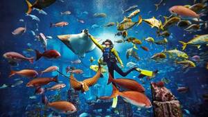 Atlantis Discover Scuba Dive