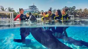 Atlantis Dolphin Encounter