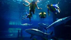 Atlantis Aquaventure Shark Snorkel