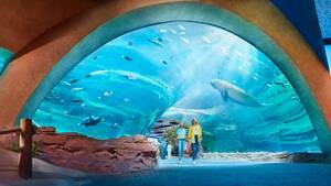 General Admission - SeaWorld Abu Dhabi