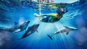 Atlantis Dolphin Swim