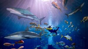 Atlantis Aquaventure Shark Snorkel flyer